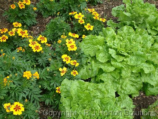 Companion planting lettuce and marigolds 